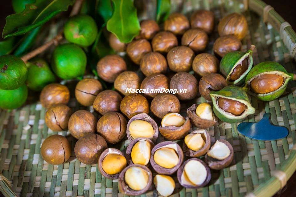 hạt mắc ca